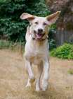 Yellow Labrador dog running toward camera. Art Print